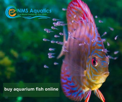 buy aquarium fish online nagpur|Buy Aquarium Fish Online: Aquarium Tanks & Plants.